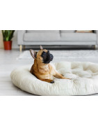 In cocooning mode for dogs and cats
