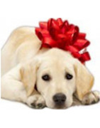 Cadeaux de Noel pour les chiens