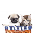 Les accessoires pour chiens et chats à prix mini